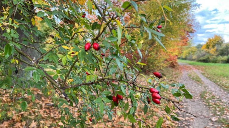 säga nej utan skuld