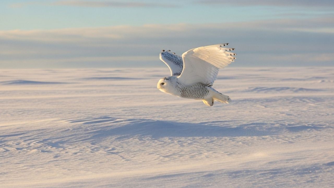 fågeln flyger mot sitt mål - slow living vinter
