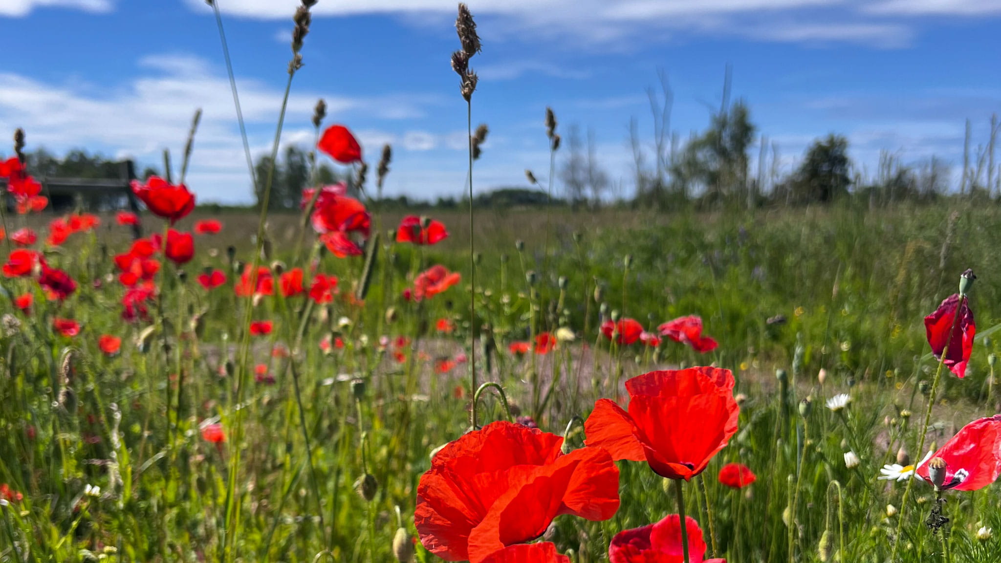 När sommaren inte blir som du tänkt dig – en övning i slow living